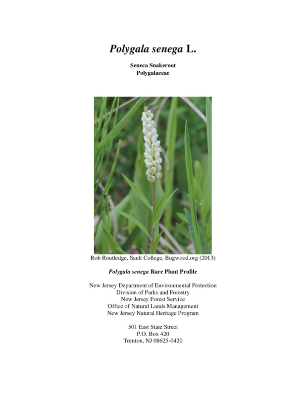 Polygala senega L., Seneca Snakeroot. Polygalaceae, Polygala senega Rare Plant Profile
